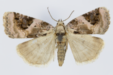 Pseudeustrotia candidula