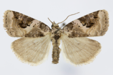Pseudeustrotia candidula