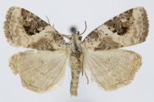Pseudeustrotia candidula