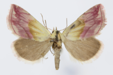 Eublemma purpurina