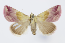 Eublemma purpurina