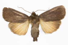 Amphipyra livida