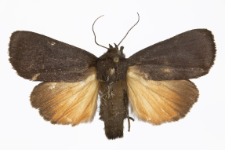 Amphipyra livida
