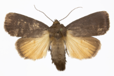 Amphipyra livida