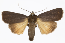 Amphipyra livida