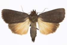 Amphipyra livida