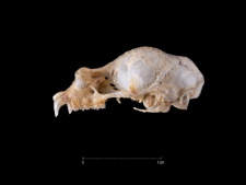 Rhinolophus blasii