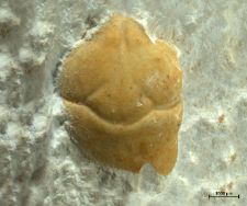 Tanidromites alexandrae