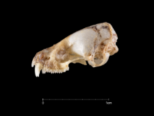 Pipistrellus kuhlii