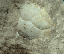 Tanidromites scheffnerae