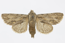 Asteroscopus sphinx