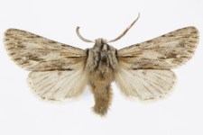 Asteroscopus sphinx