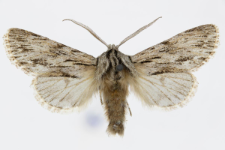 Asteroscopus sphinx