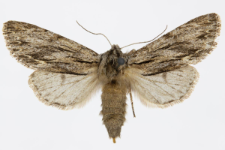 Asteroscopus sphinx