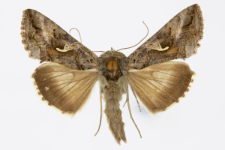 Autographa gamma