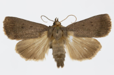 Amphipyra tragopoginis