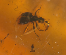 Staphylinidae (Pselaphinae)