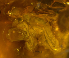 Dolichopodidae