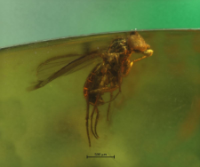 Dolichopodidae