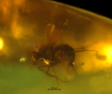 Dolichopodidae