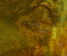 Dolichopodidae