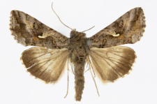 Autographa gamma