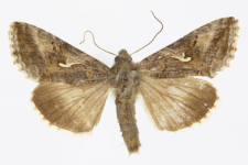 Autographa gamma