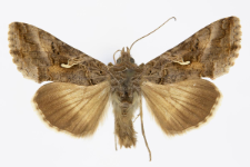 Autographa gamma