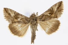 Autographa gamma