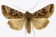 Autographa pulchrina