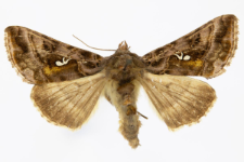 Autographa pulchrina