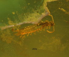 Arthropoda (Myriapoda)