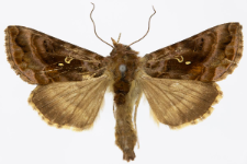 Autographa pulchrina