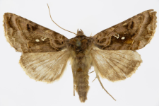 Autographa pulchrina