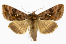 Autographa pulchrina