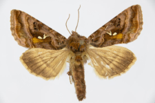 Autographa pulchrina