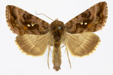 Autographa pulchrina