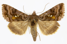 Autographa pulchrina