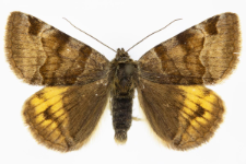 Euclidia glyphica