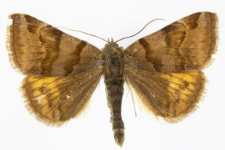 Euclidia glyphica