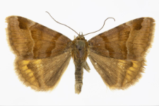 Euclidia glyphica