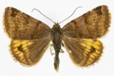 Euclidia glyphica