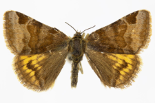Euclidia glyphica