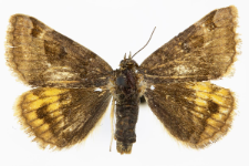 Euclidia glyphica
