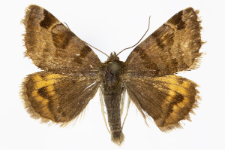 Euclidia glyphica