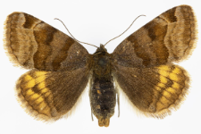 Euclidia glyphica