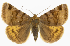 Euclidia glyphica