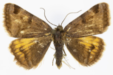 Euclidia glyphica