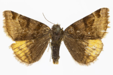 Euclidia glyphica