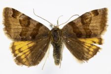 Euclidia glyphica